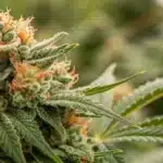 Cheese Cream CBD cannabis plant in full bloom, covered in trichomes with vibrant orange pistils and dense, resinous buds