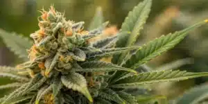 Close-up of Cheese Lemon Regular Strain cannabis bud covered in trichomes, with vibrant orange pistils and deep green sugar leaves