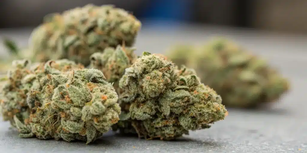 Cookie Kush CBD cannabis buds, dense and coated in frosty trichomes, with green and orange hues, freshly harvested and curing