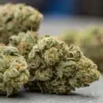 Cookie Kush CBD cannabis buds, dense and coated in frosty trichomes, with green and orange hues, freshly harvested and curing