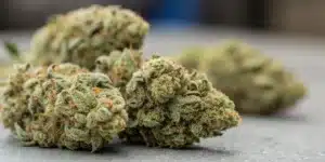 Cookie Kush CBD cannabis buds, dense and coated in frosty trichomes, with green and orange hues, freshly harvested and curing