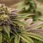 Dense Kush CBD cannabis bud with deep purple and green leaves, covered in frosty trichomes, showcasing resin-rich flower structure