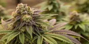 Dense Kush CBD cannabis bud with deep purple and green leaves, covered in frosty trichomes, showcasing resin-rich flower structure