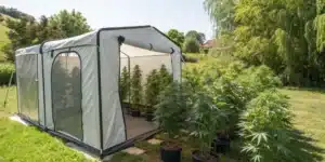 Outdoor Grow Tents set up in a sunny garden with thriving cannabis plants.