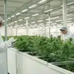 Researchers in a modern lab working on how to breed high-CBD cannabis strains with vibrant, healthy plants.