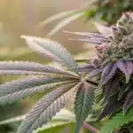 Close-up of BC God Bud Regular Strain with purple-tinged leaves and frosty trichomes, grown in an outdoor setting with natural lighting