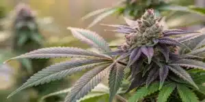 Close-up of BC God Bud Regular Strain with purple-tinged leaves and frosty trichomes, grown in an outdoor setting with natural lighting