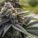 Close-up of a Black Domina Afghan Kush bud covered in dense trichomes, with dark purple leaves and vibrant orange pistils