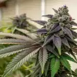 Indoor cannabis plant with dark purple buds covered in trichomes, surrounded by green and purple fan leaves under controlled lighting.