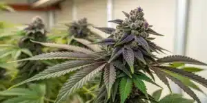 Indoor cannabis plant with dark purple buds covered in trichomes, surrounded by green and purple fan leaves under controlled lighting.