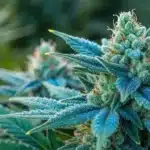 Close-up of a Blue Cookies FV bud covered in frosty trichomes, with blue-green hues and bright orange pistils in an outdoor setting.