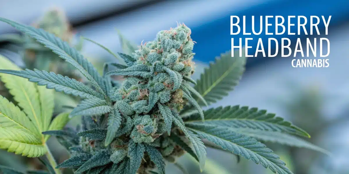 Lush Blueberry Headband Strain plants in a well-maintained grow tent, featuring large buds, healthy green leaves, and proper ventilation setup