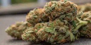 Fire Kush CBD strain cultivation guide infographic showing essential growth factors, including flowering time, yield, and plant height