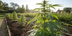 Lush Jack Herer CBD cannabis plants growing outdoors in rich soil, bathed in sunlight, with green foliage and developing buds