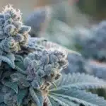 Close-up of a Blue Haze cannabis bud covered in frosty trichomes, with dark green leaves and a blurred background of additional flowering plants.