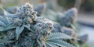 Close-up of a Blue Haze cannabis bud covered in frosty trichomes, with dark green leaves and a blurred background of additional flowering plants.