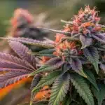 Lush Strain Cindy 99 cannabis plant with vibrant purple leaves and orange pistils, covered in frosty trichomes under natural sunlight