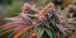 Lush Strain Cindy 99 cannabis plant with vibrant purple leaves and orange pistils, covered in frosty trichomes under natural sunlight