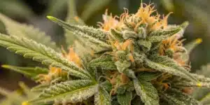 Vibrant Super Lemon Haze Strain CBD plants thriving in an outdoor raised-bed setup, displaying lush green foliage and dense buds under sunlight