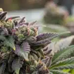 Close-up of a Blackberry Kush bud with deep purple hues, frosty trichomes, and bright orange pistils, set against a blurred background