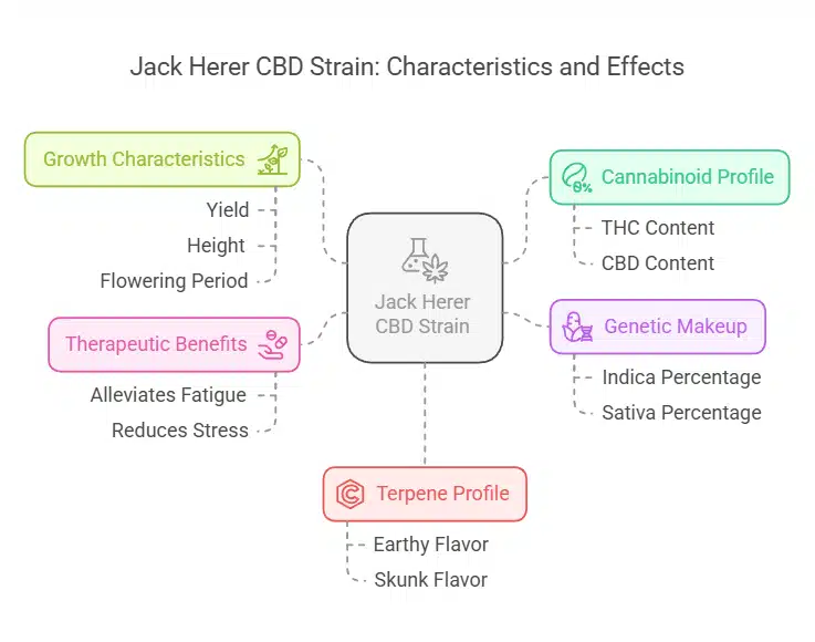 Informative diagram outlining Jack Herer CBD strain characteristics, including growth traits, cannabinoid profile, genetic makeup, therapeutic benefits, and terpene profile