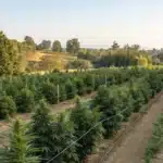 Outdoor cannabis garden demonstrating odor control for outdoor grow with natural windbreaks.
