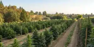Outdoor cannabis garden demonstrating odor control for outdoor grow with natural windbreaks.