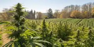 Outdoor cannabis garden in early spring showcasing optimal planting conditions.