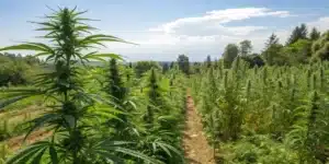 Outdoor cannabis garden showing healthy plants at the point when to stop topping outdoor plants.