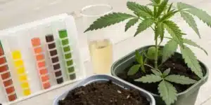 Young cannabis plant in pot with overlaid glowing white graph lines, indicating pH level.