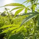 Outdoor cannabis pest identification showing aphids and whiteflies on vibrant cannabis leaves.