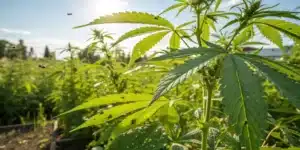 Outdoor cannabis pest identification showing aphids and whiteflies on vibrant cannabis leaves.