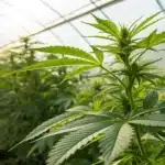 Greenhouse interior with rows of lush cannabis plants and a narrow path, suggesting cannabis cultivation.