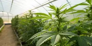 Greenhouse interior with rows of lush cannabis plants and a narrow path, suggesting cannabis cultivation.