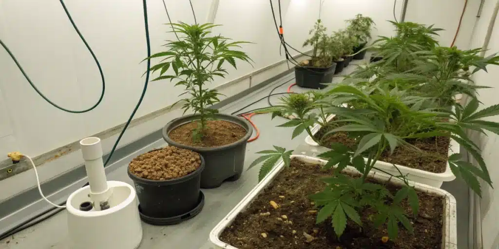 Mold prevention steps for cannabis plants