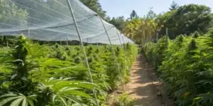 Outdoor cannabis garden showcasing a scrogging outdoors setup with an even canopy for optimal light distribution.