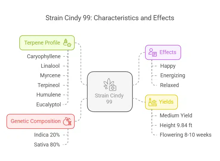 Diagram outlining Strain Cindy 99 characteristics, including genetic composition, terpene profile, growth traits, effects, and yields