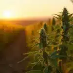 Dry farming cannabis plants thriving in rows under a golden sunset