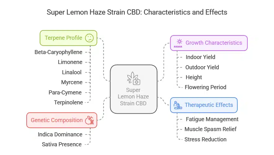 Diagram outlining Super Lemon Haze Strain CBD characteristics, including terpene profile, genetic composition, growth traits, and therapeutic effects