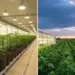 Split-screen comparison illustrating switching from indoor to outdoor cannabis cultivation.