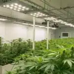 Realistic indoor cannabis grow room with climate control equipment and digital temperature displays ensuring optimal growth.