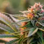 Realistic close-up of a cannabis bud displaying vivid trichomes and color variations that represent different terpenes.