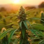 A healthy cannabis plant with dense buds growing in a large outdoor field during sunset.