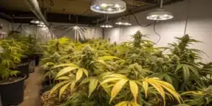 Stressed cannabis plants representing worst strains for beginners with visible pest damage and poor health.