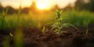 Young cannabis seedling growing in soil at sunrise for phytoremediation.