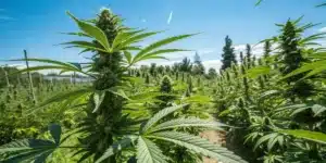 Tall cannabis plants in an open field, displaying robust buds and fan leaves under a bright blue sky, ideal for outdoor cultivation.