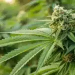 A lush outdoor cannabis garden featuring the best outdoor strains thriving under natural sunlight and clear blue skies.