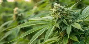 A lush outdoor cannabis garden featuring the best outdoor strains thriving under natural sunlight and clear blue skies.