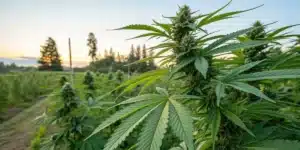 Cannabis autoflower seeds outdoor producing tall, robust plants with dense colas and bright green leaves in an open garden setting.