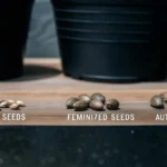 comparison of regular, feminized, and auto-flowering cannabis seeds on a wooden surface